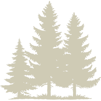 Group of pine trees graphic